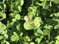 Apis mellifera