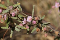Commersonia magniflora, photograph Rod Lowther, CC BY, iNaturalist via GBIF