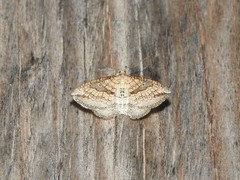 Orthonama evansi