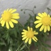 Madagascar Ragwort - Photo no rights reserved, uploaded by Andrew J. Crawford