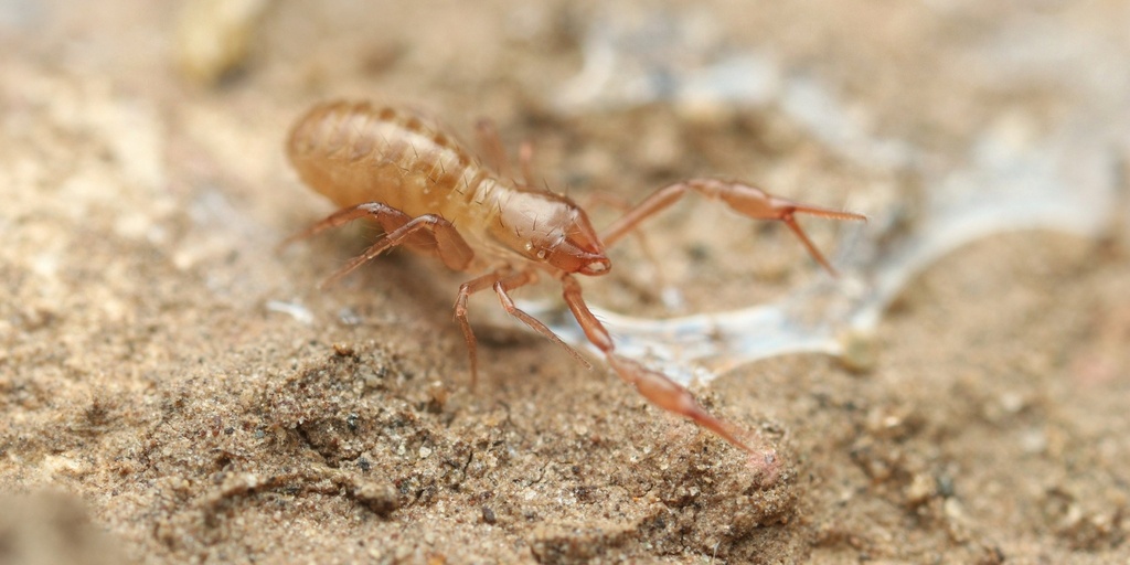 Dimple-clawed Chthonid