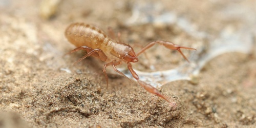 Dimple-clawed Chthonid