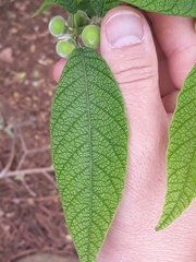 Campomanesia guazumifolia
