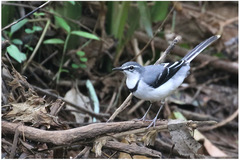 Motacilla clara