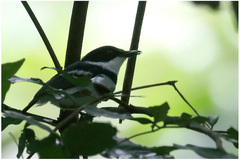 Batis mixta