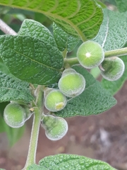 Campomanesia guazumifolia