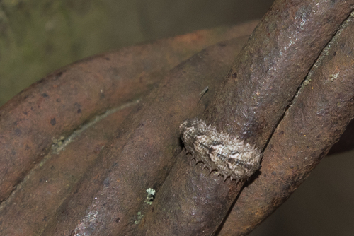 Yellow-girdled Brusheye, photo 5 of 10
