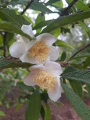 Campomanesia guazumifolia