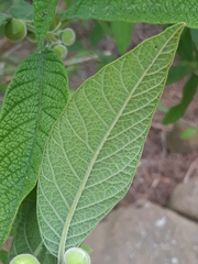 Campomanesia guazumifolia