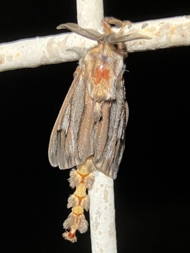 Paulownia Bagworm Moth