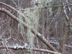 Usnea trichodea