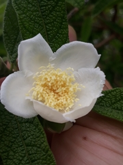 Campomanesia guazumifolia