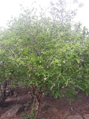 Campomanesia guazumifolia