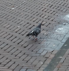 Columba livia domestica