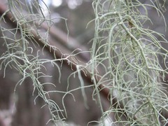 Usnea trichodea