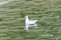Chroicocephalus ridibundus