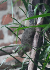 Heliosciurus rufobrachium