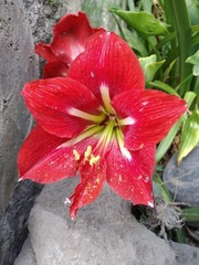 Hippeastrum vittatum