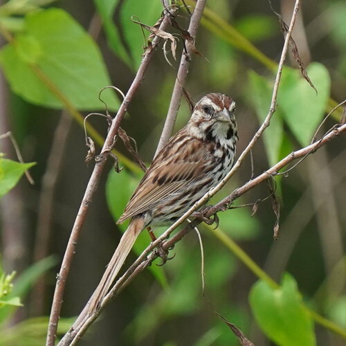 Song Sparrow photographed in Iowa
