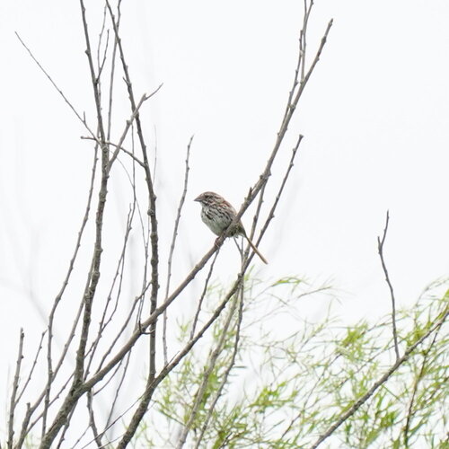 Song Sparrow photographed in Iowa