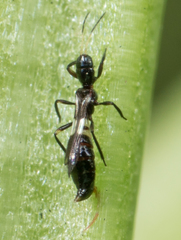 Franklinothrips vespiformis