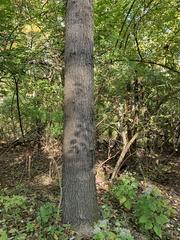 Gymnocladus dioicus