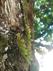 Pleopeltis sanctae-rosae