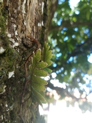 Pleopeltis sanctae-rosae