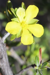 Hibbertia inclusa