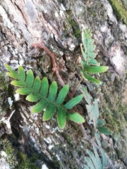 Pleopeltis sanctae-rosae