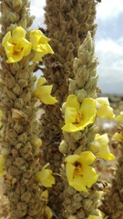 Verbascum macrurum