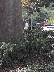 Sciurus carolinensis