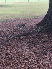 Sciurus carolinensis