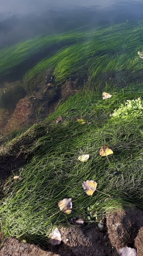 Image of Ranunculus fluitans by (c) Markus Krieger, some rights reserved (CC BY)