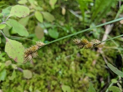 Carex normalis
