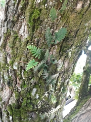 Pleopeltis sanctae-rosae