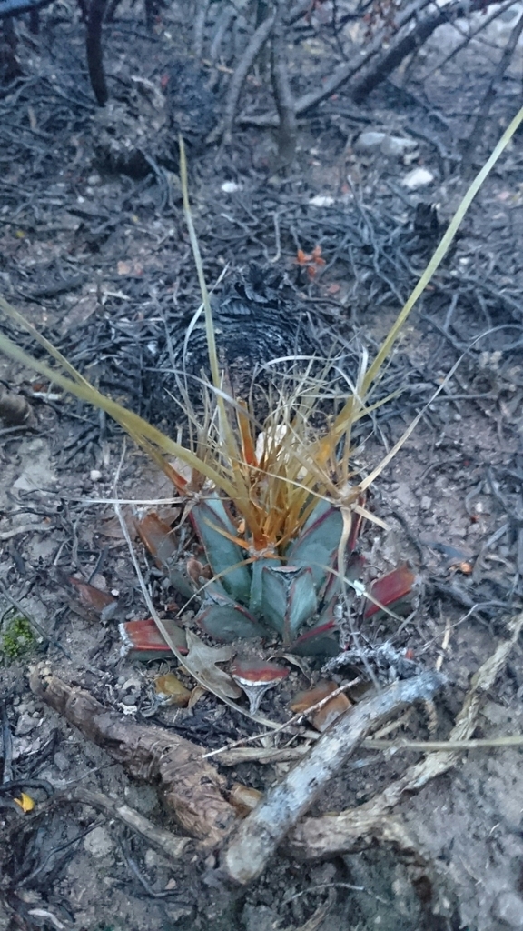 Leuchtenbergia principis