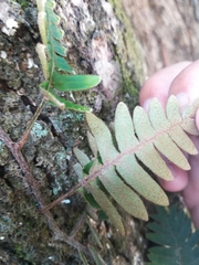 Pleopeltis sanctae-rosae