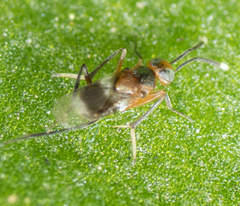 Encyrtinae