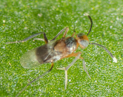Encyrtinae