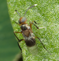 Encyrtinae
