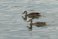 Anas platyrhynchos