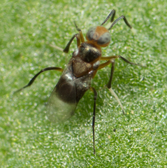 Encyrtinae