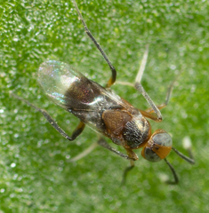 Encyrtinae