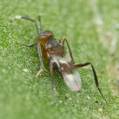 Encyrtinae