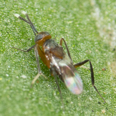 Encyrtinae