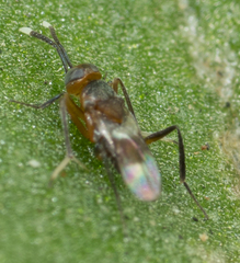 Encyrtinae