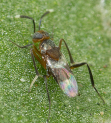 Encyrtinae