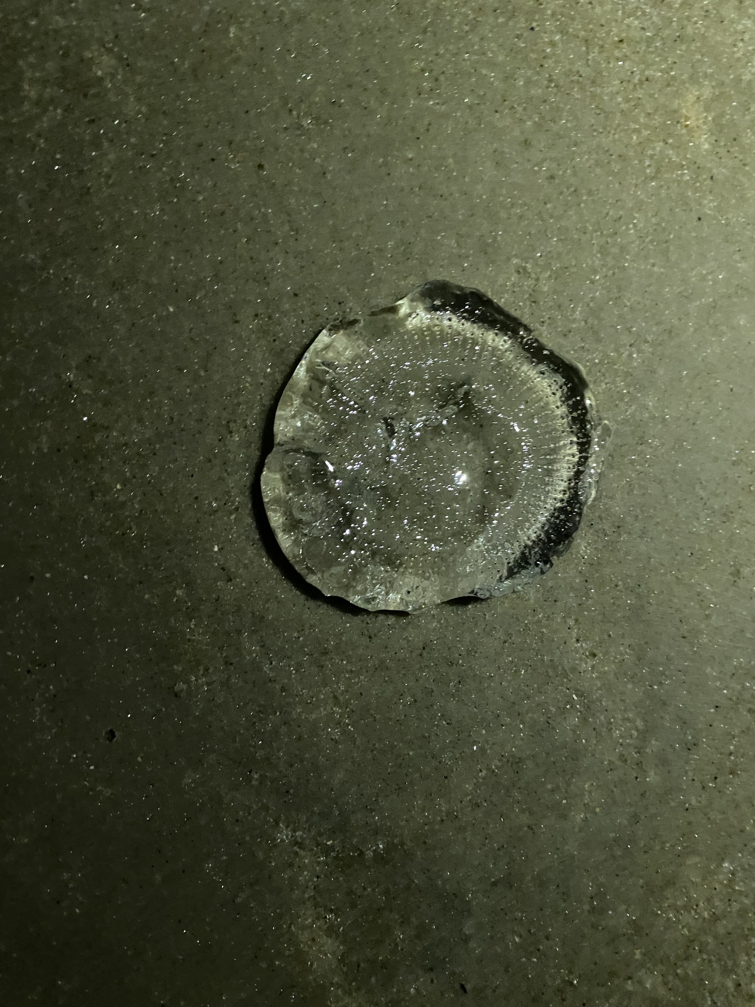 Rhacostoma atlanticum L.Agassiz, 1851