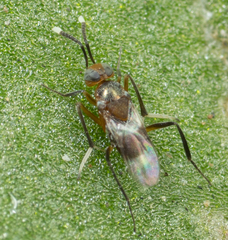 Encyrtinae